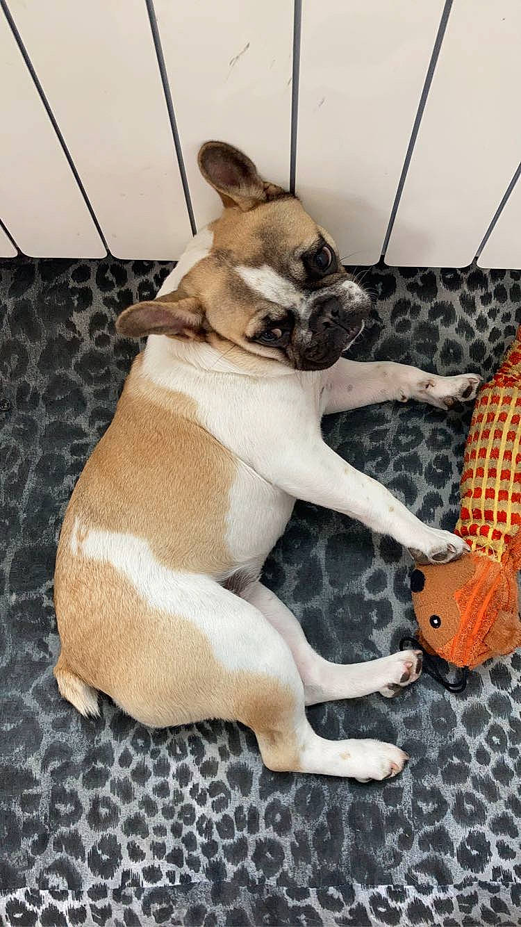 Raïley a rejoint le concours — aidez-le/la à gagner de superbes lots ! boston_terrier, bulldog, canidae, carnivore, collar, comfort, companion_dog, dog, dog_breed, dog_collar, dog_supply, fawn, paw, pug, snout, sporting_group, tail, toy_dog, whiskers, working_animal