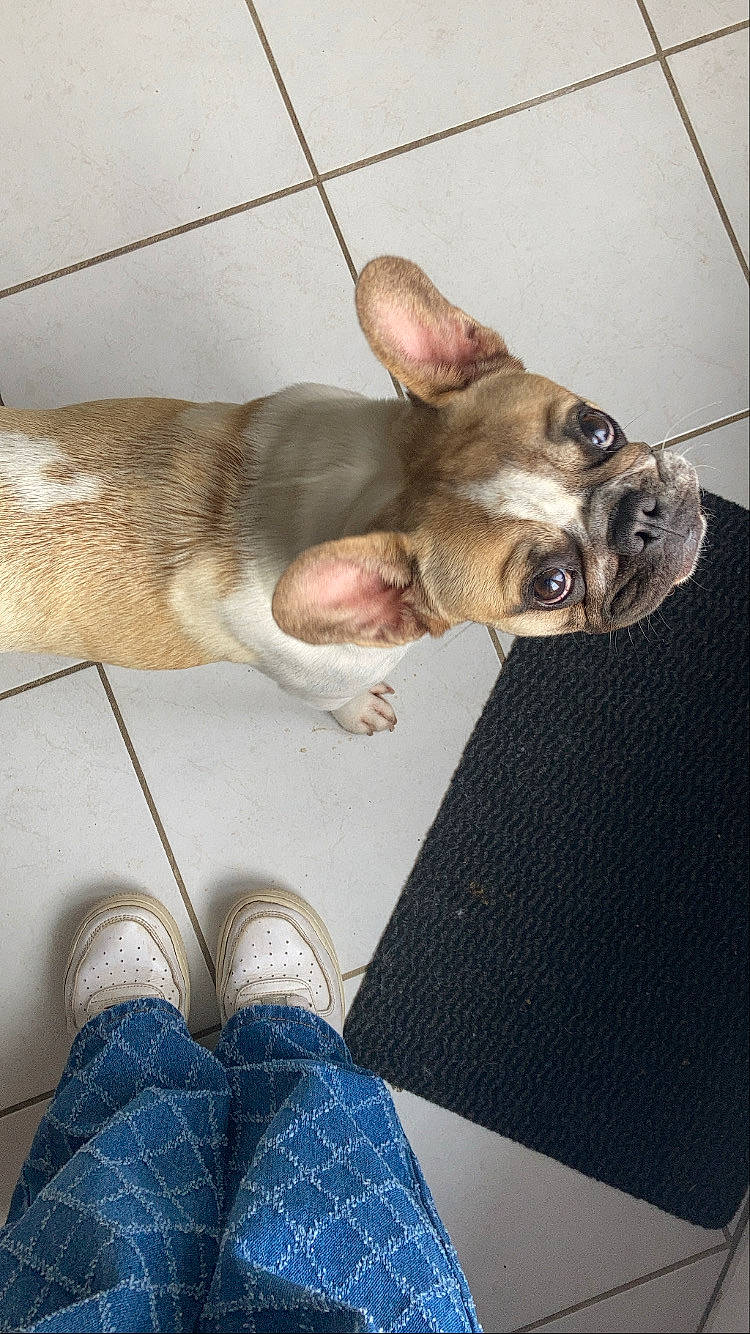 Raïley a rejoint le concours — aidez-le/la à gagner de superbes lots ! canidae, carnivore, comfort, companion_dog, denim, dog, dog_breed, fawn, felidae, foot, human_leg, jeans, leg, liver, small_to_medium_sized_cats, snout, sporting_group, tail, whiskers, wood