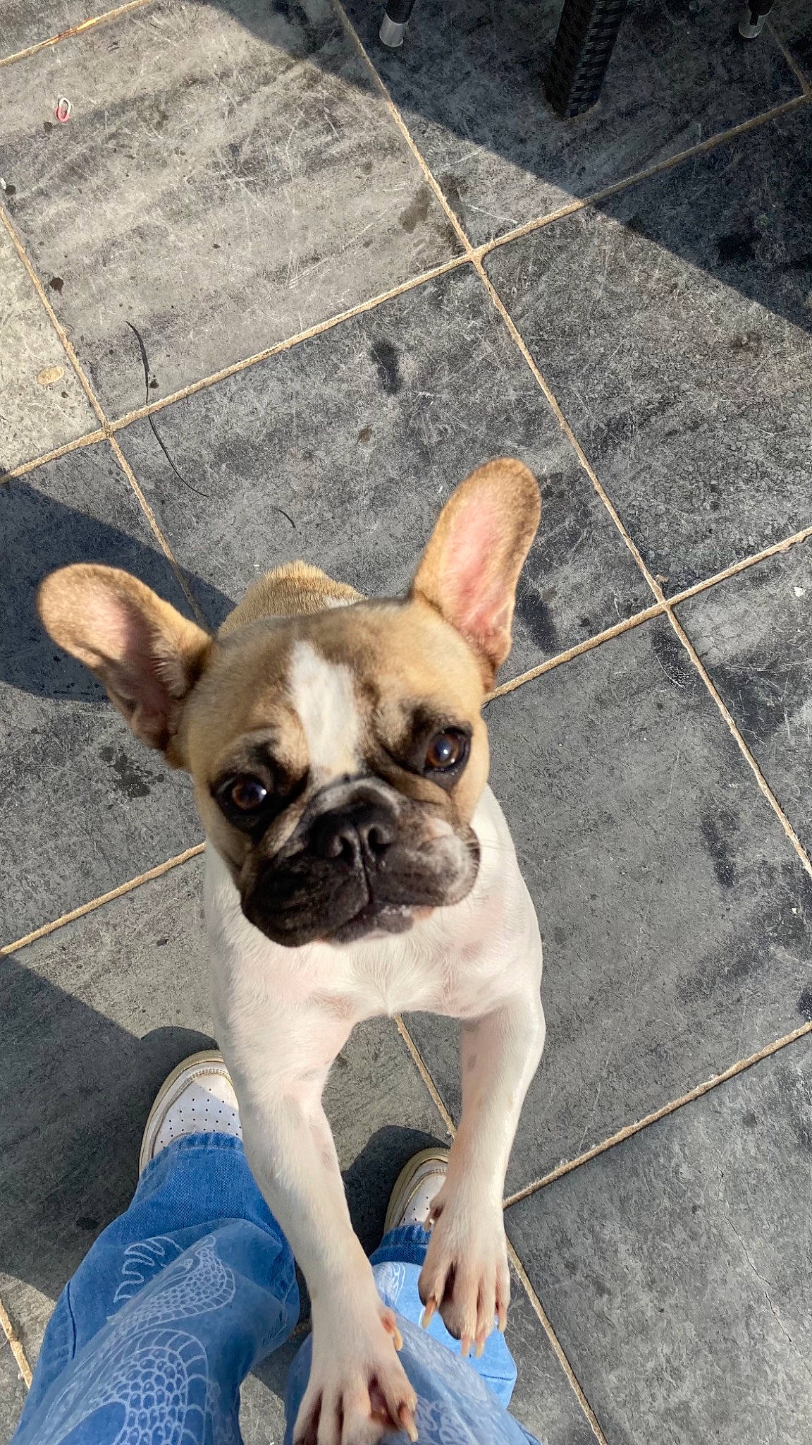 Raïley a rejoint le concours — aidez-le/la à gagner de superbes lots ! bulldog, canidae, carnivore, comfort, companion_dog, dog, dog_breed, ear, fawn, flooring, photograph, road_surface, snapshot, snout, sporting_group, terrestrial_animal, toy_dog, wood, working_animal, wrinkle