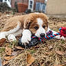 puppy, dog, toy, rope_toy, grass, leaves, outdoor, pet, animal, brown, white, playful, chewing, young_dog, nature, fall, garden, furry, cute, closeup