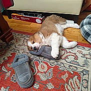 Julka joined the competition — help win amazing prizes! puppy, sleeping, slipper, rug, patterned_rug, couch, wooden_floor, dog_bed, plaid, indoor, cozy, pet, fur, cute, paw, resting, home, comfort, animal, small_dog