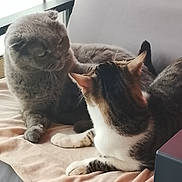 Lyon Et Appollo participe au concours pour gagner de l'argent avec cette photo : animal, blanket, cat, cats, couch, cozy, curious, ears, feline, fur, gray_cat, home, indoor, natural_light, paw, pet, resting, tabby_cat, whiskers, window