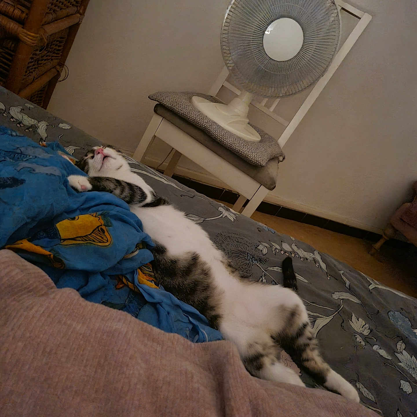 Appollo participe au concours pour gagner de l'argent avec cette photo : bed, blanket, cat, chair, comfort, cozy, domestic_animal, fan, feline, floor, furniture, home, indoor, nap, patterned_blanket, quiet, relaxation, resting, sleeping, striped_cat