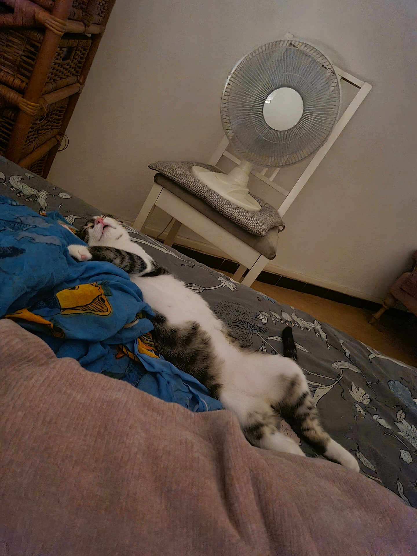 Appollo participe au concours pour gagner de l'argent avec cette photo : cat, bed, blanket, chair, fan, indoor, sleeping, relaxation, furniture, comfort, striped_cat, floor, resting, domestic_animal, cozy, home, feline, patterned_blanket, quiet, nap