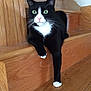 cat, tuxedo_cat, stairs, wood, pet, animal, indoor, relaxed, paw, green_eyes, feline, curious, whiskers, black_and_white, domestic_cat, house, fur, cute, resting, looking