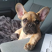 Dave joined the competition — help win amazing prizes! dog, puppy, french_bulldog, car, car_seat, blanket, paw, ears, eyes, collar, interior, upholstery, document, window, house_outside, portrait, pet, cozy, front_seat, mischievous
