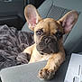 dog, puppy, french_bulldog, car, car_seat, blanket, paw, ears, eyes, collar, interior, upholstery, document, window, house_outside, portrait, pet, cozy, front_seat, mischievous