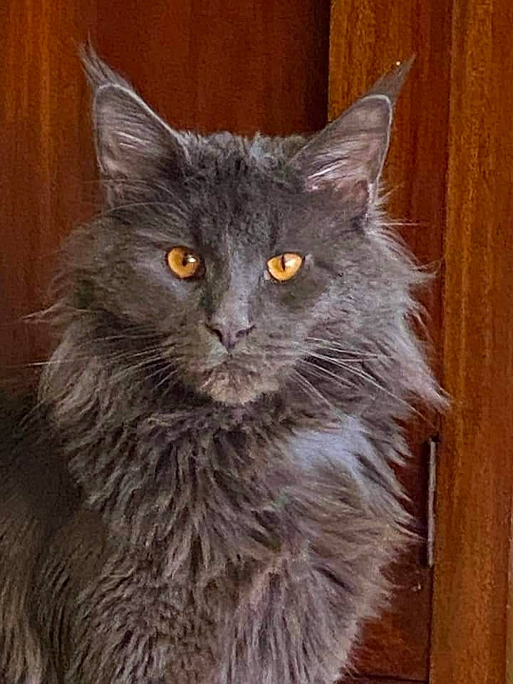 Puma participe au concours pour gagner de l'argent avec cette photo : asian_semi_longhair, black_cat, british_longhair, british_semi_longhair, carnivore, cat, cymric, domestic_long_haired_cat, felidae, maine_coon, mammal, nebelung, norwegian_forest_cat, ragamuffin, siberian, small_to_medium_sized_cats, vertebrate, whiskers