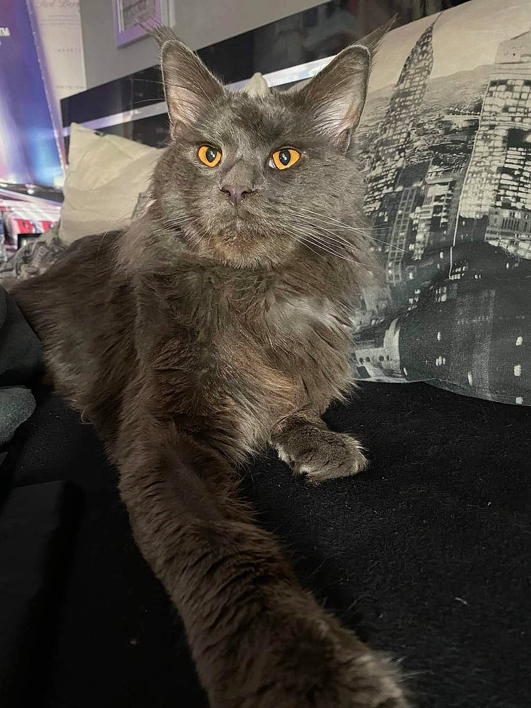 Puma a rejoint le concours — aidez-le/la à gagner de superbes lots ! asian, british_shorthair, carnivore, cat, chartreux, domestic_short_haired_cat, european_shorthair, felidae, german_rex, kitten, korat, mammal, nebelung, russian_blue, small_to_medium_sized_cats, snout, vertebrate, whiskers