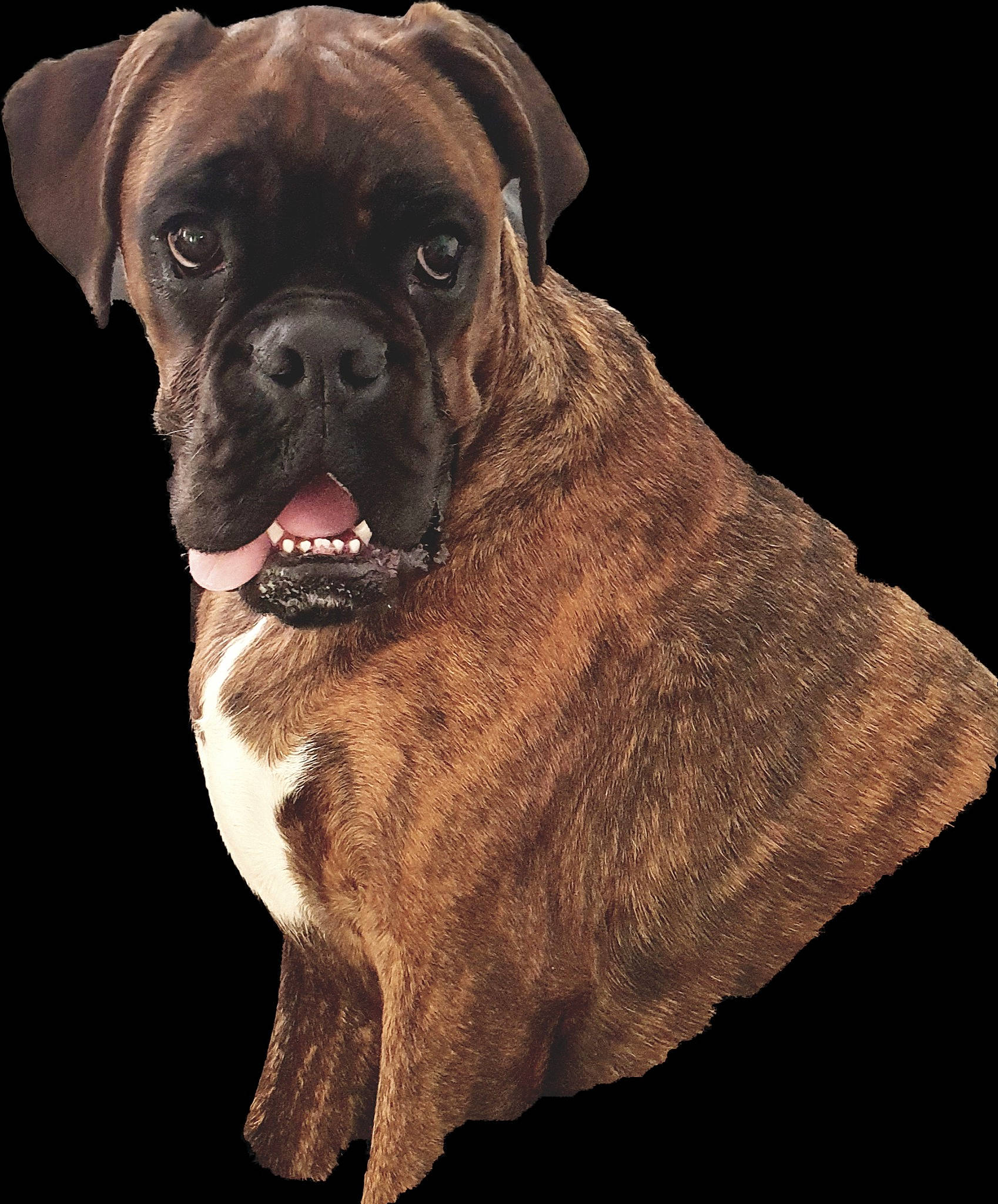 Oreo participe au concours pour gagner de l'argent avec cette photo : american_mastiff, bandog, boerboel, boxer, bullmastiff, cane_corso, canidae, carnivore, dog, dog_breed, dog_collar, fawn, mammal, molosser, olde_english_bulldogge, rare_breed_dog, renascence_bulldogge, snout, valley_bulldog, vertebrate