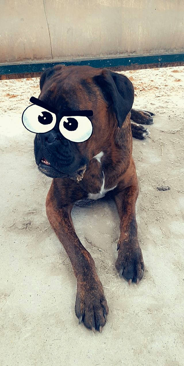 Oreo a rejoint le concours — aidez-le/la à gagner de superbes lots ! boxer, canidae, carnivore, companion_dog, dog, dog_breed, fawn, nose, puppy, snout, sporting_group