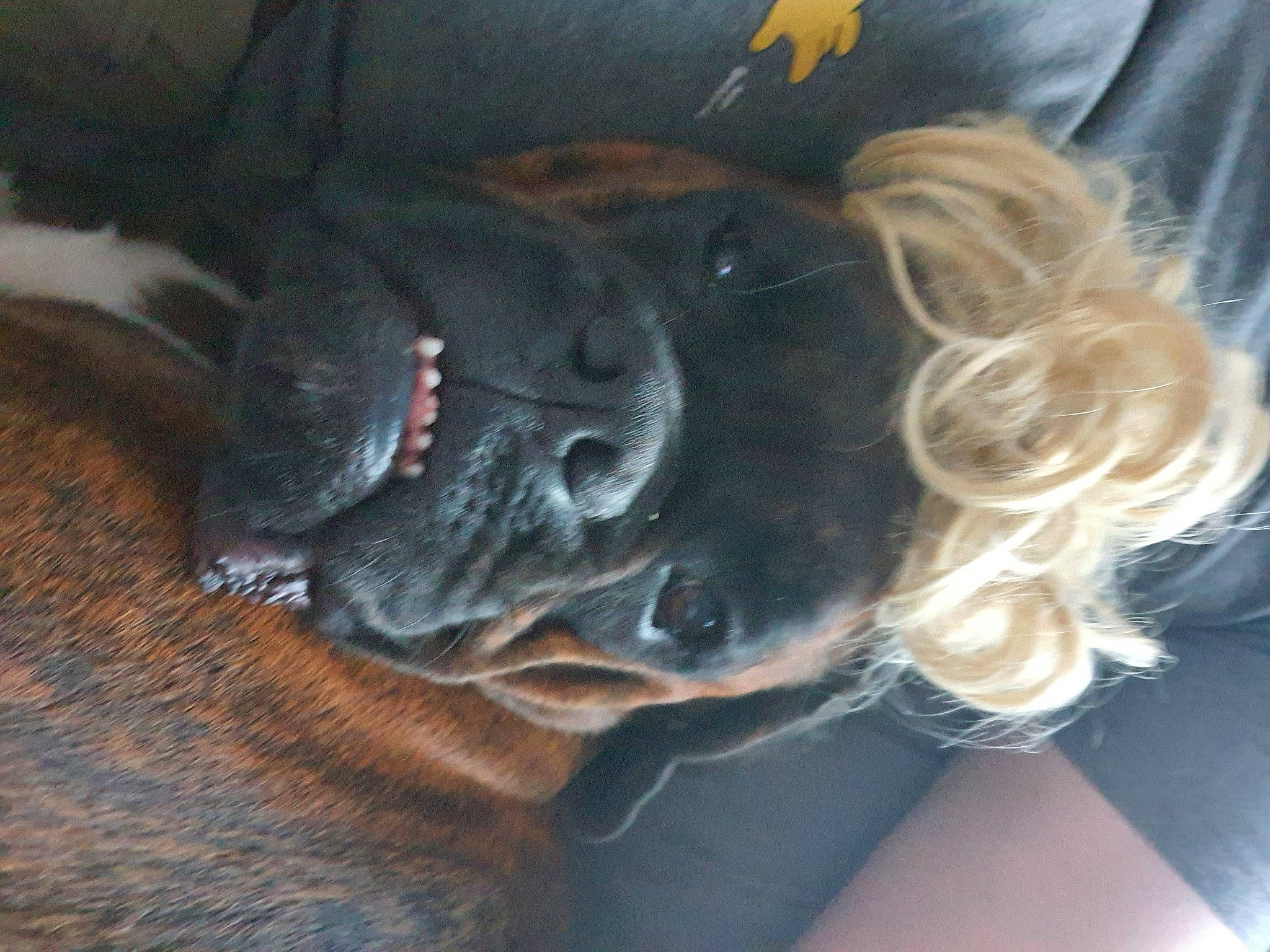 Oreo participe au concours pour gagner de l'argent avec cette photo : boxer, cane_corso, canidae, carnivore, companion_dog, dog, dog_breed, fawn, guard_dog, snout, sporting_group