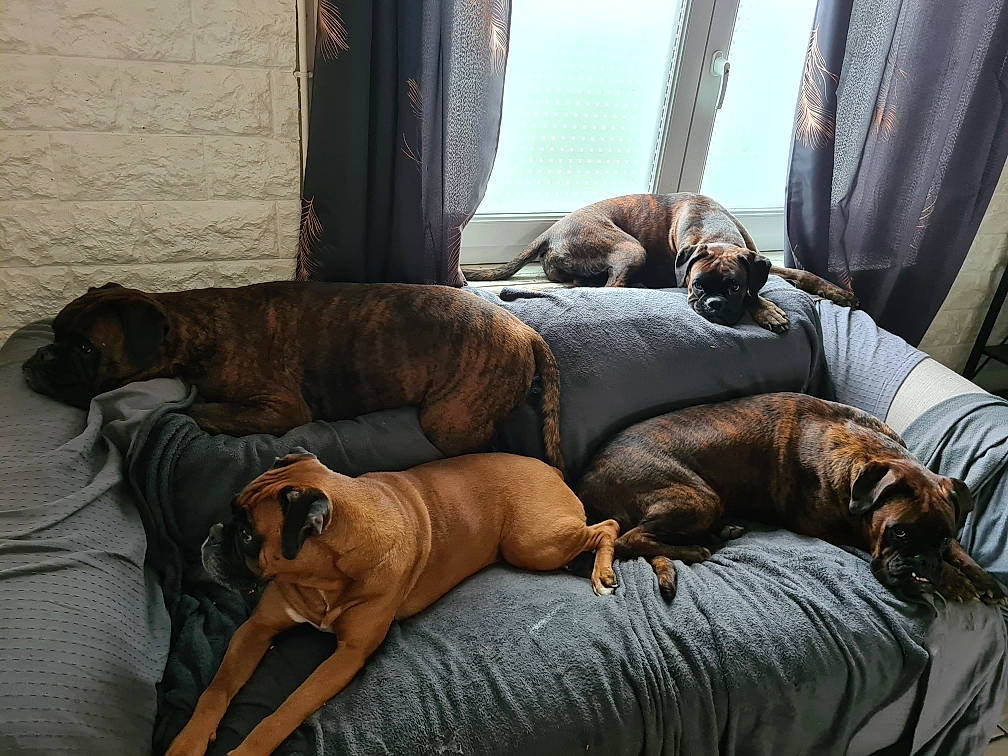 Oreo participe au concours pour gagner de l'argent avec cette photo : bavarian_mountain_hound, boerboel, boxer, bullmastiff, canidae, carnivore, companion_dog, dog, dog_breed, fawn, fila_brasileiro, korean_mastiff, mammal, nap, tosa, vertebrate