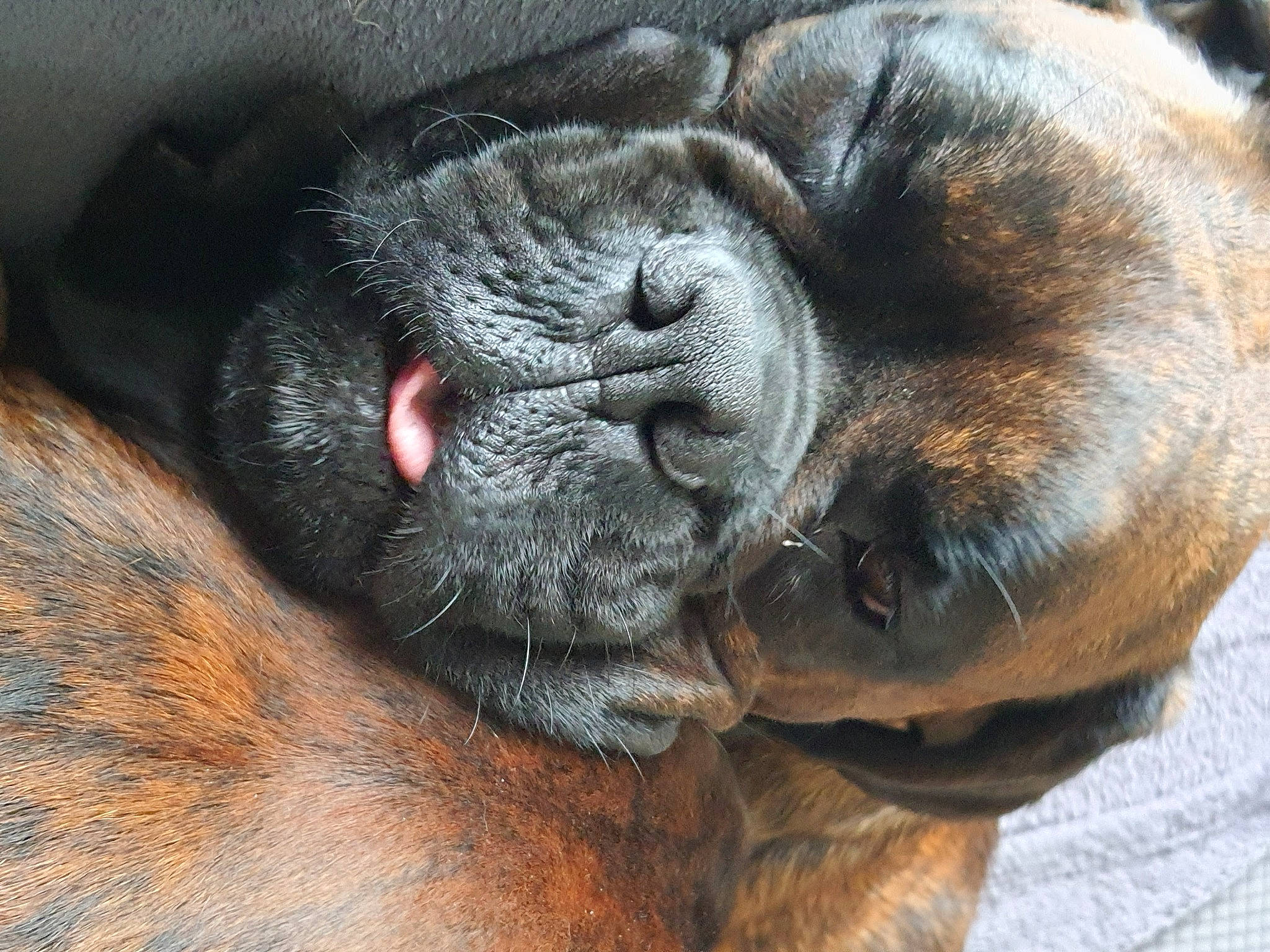 Oreo participe au concours pour gagner de l'argent avec cette photo : boxer, bullmastiff, canidae, carnivore, companion_dog, dog, dog_breed, fawn, french_bulldog, korean_mastiff, mammal, nap, nose, old_english_bulldog, pug, shar_pei, skin, snout, vertebrate, wrinkle