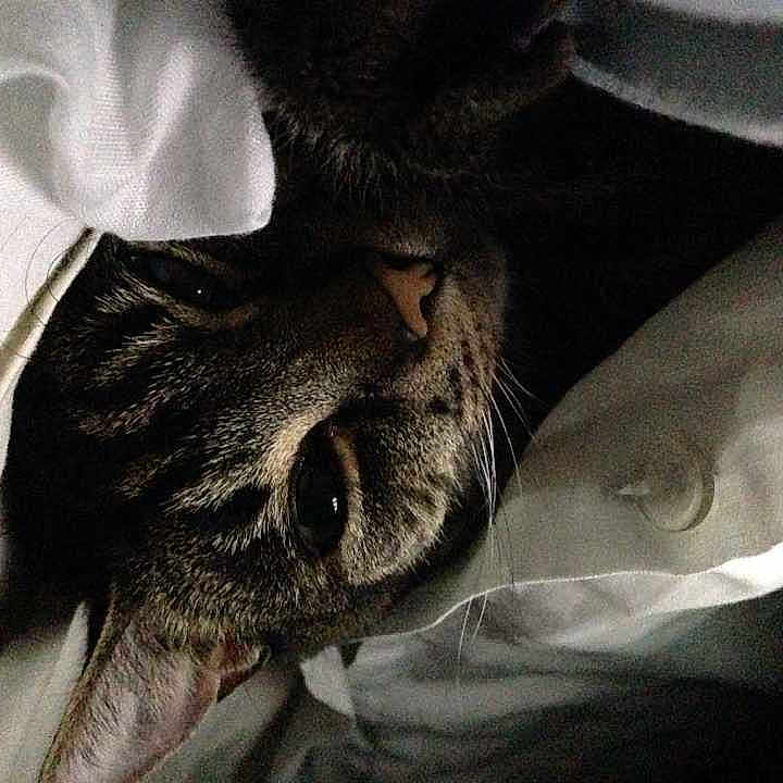 Mushu is registered to the contest to win money with this photo: