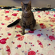 Fred joined the competition — help win amazing prizes! animal, bedroom, bedspread, cat, colorful, cozy, curious, cute, domestic_animal, feline, flower, heart, indoor, love_letter, pattern, pet, sitting, tabby_cat, wall_outlet, wooden_headboard