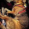Felony joined the competition — help win amazing prizes! animal, blanket, brown_fur, canine, clothes, comfort, cozy, curled_up, dog, fur_texture, home, indoor, napping, pet, pile, red_harness, relaxation, resting, sleeping, soft_light