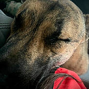 Felony joined the competition — help win amazing prizes! animal, blurred_background, brown, canine, car_seat, close_up, collar, comfort, cozy, dog, domestic_animal, fur, head, indoors, pet, portrait, relaxation, resting, sleeping, texture