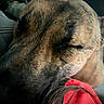 animal, blurred_background, brown, canine, car_seat, close_up, collar, comfort, cozy, dog, domestic_animal, fur, head, indoors, pet, portrait, relaxation, resting, sleeping, texture