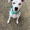 dog, white_dog, collar, leash, outdoor, sidewalk, footwear, sneaker, pet, animal, canine, looking_up, curious, walking, pavement, ears, nose, young_dog, friendly, companion
