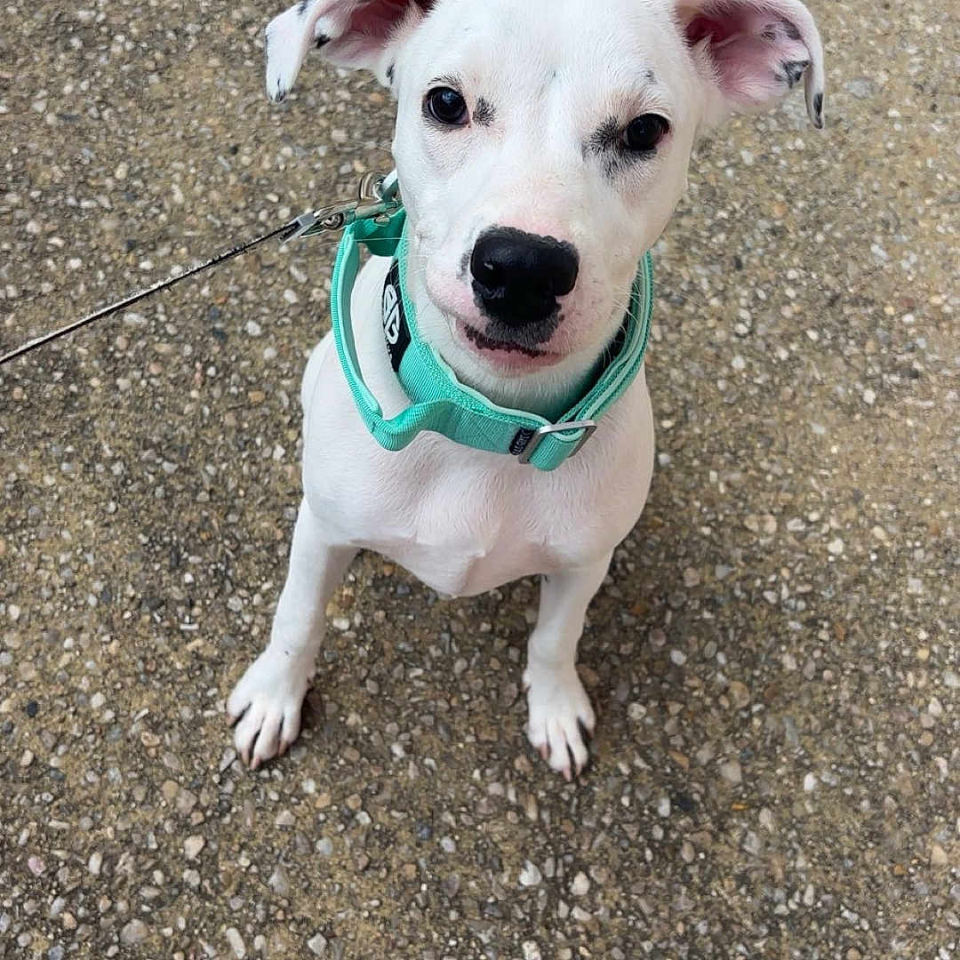 Aria a rejoint le concours — aidez-le/la à gagner de superbes lots ! dog, white_dog, collar, leash, outdoor, sidewalk, footwear, sneaker, pet, animal, canine, looking_up, curious, walking, pavement, ears, nose, young_dog, friendly, companion