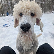 Remy joined the competition — help win amazing prizes! dog, curly_fur, snow, winter, forest, outdoor, pet, canine, animal, nose, fur, cold, nature, trees, blurred_background, white, snout, close_up, portrait, winter_clothing