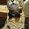 animal, bow_tie, cat, close_up, dramatic_pose, fashionable, feline, formalwear, funny, fur, green_eyes, indoor, pet, photography, portrait, sitting, striped_fur, tabby_cat, whiskers, wooden_background