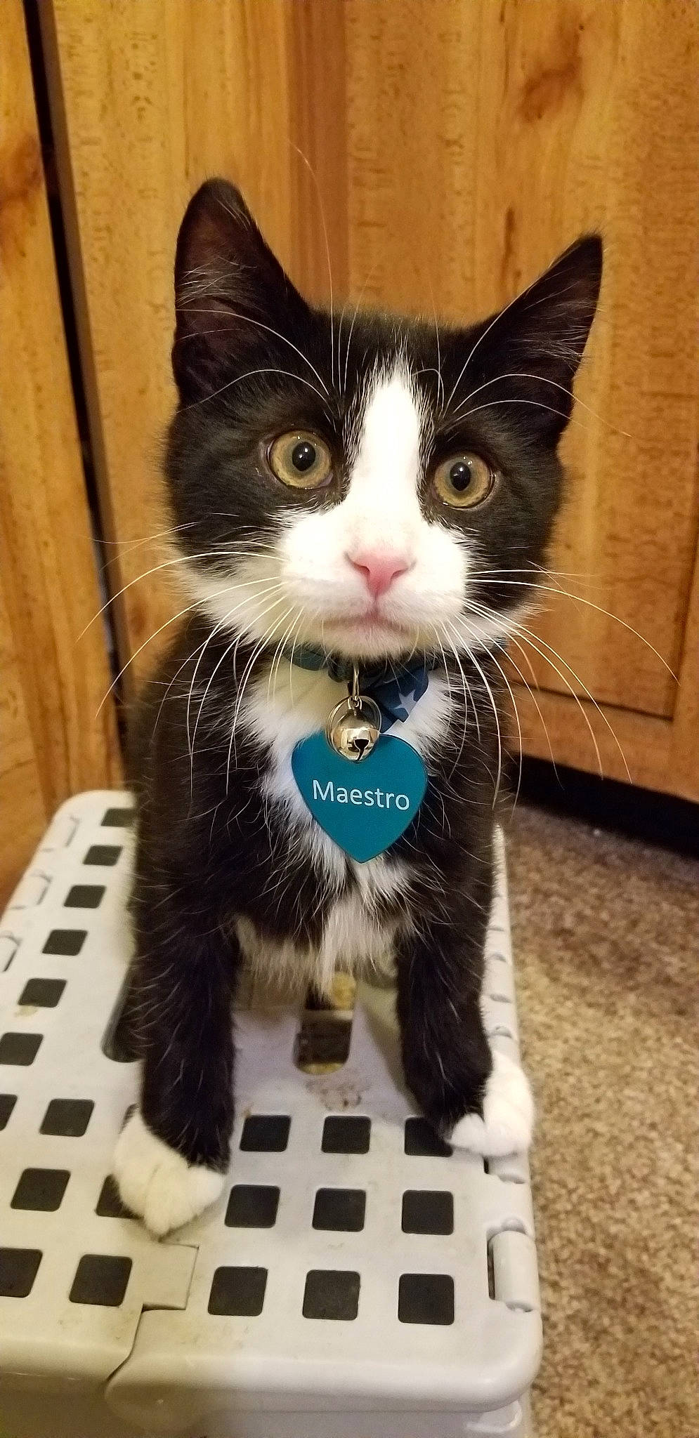 Maestro joined the competition — help win amazing prizes! aegean_cat, carnivore, cat, domestic_short_haired_cat, european_shorthair, felidae, kitten, mammal, ojos_azules, polydactyl_cat, small_to_medium_sized_cats, snout, whiskers