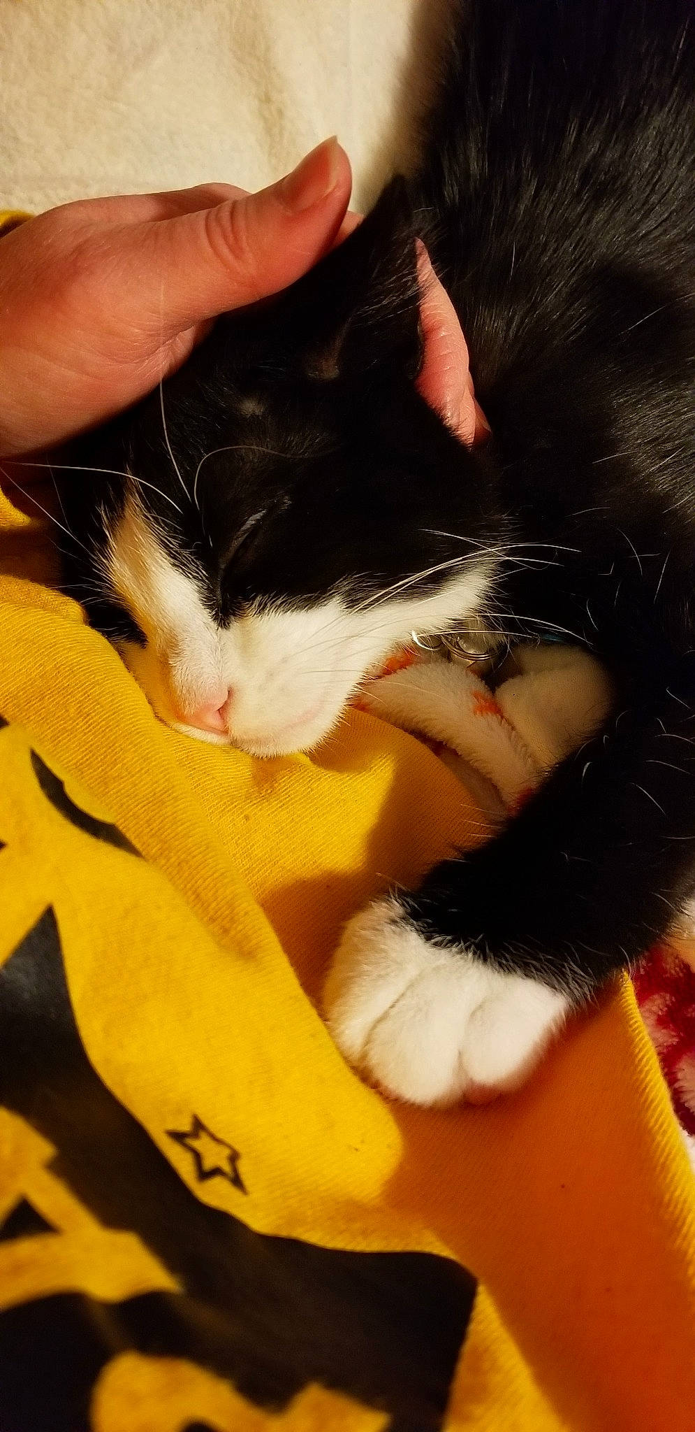 Maestro joined the competition — help win amazing prizes! black_hair, carnivore, cat, claw, ear, felidae, fur, hand, kitten, nose, skin, small_to_medium_sized_cats, whiskers