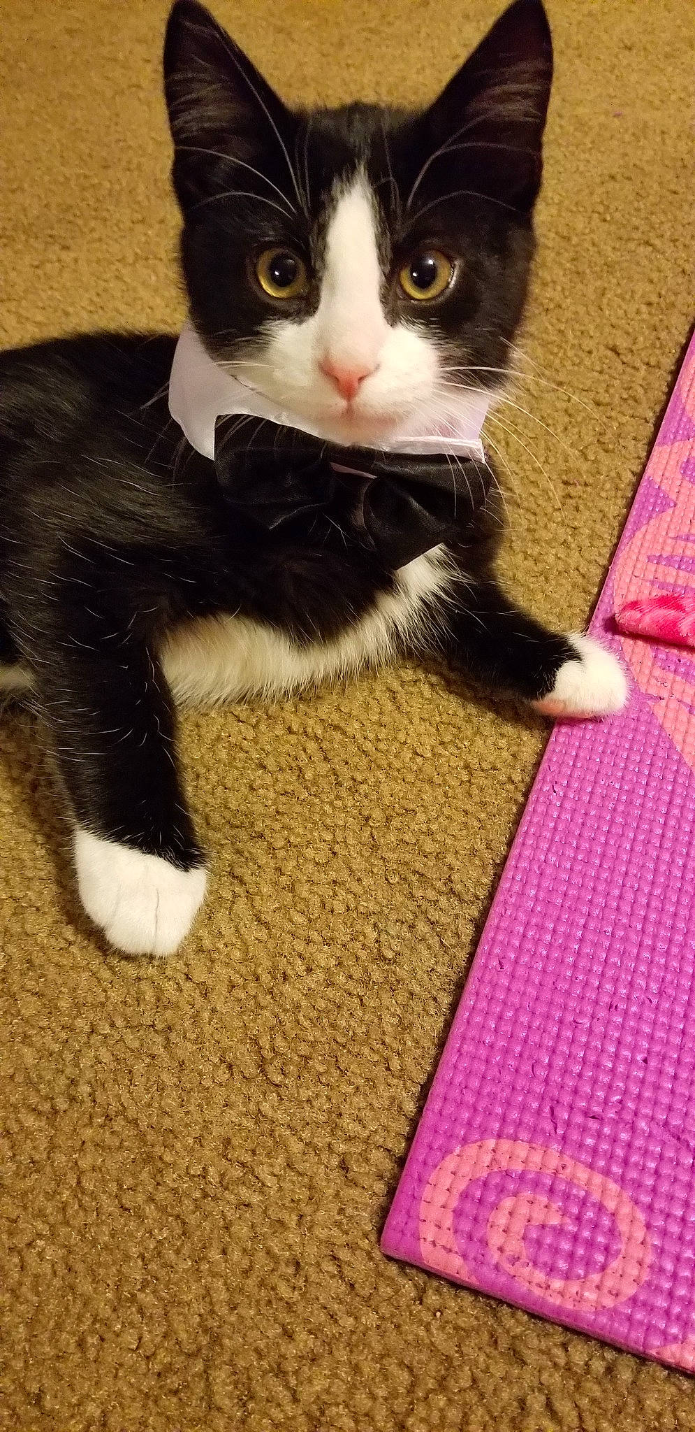 Maestro is registered to the contest to win money with this photo: american_wirehair, carnivore, cat, domestic_short_haired_cat, european_shorthair, felidae, fur, kitten, mammal, paw, polydactyl_cat, small_to_medium_sized_cats, snout, tail, whiskers