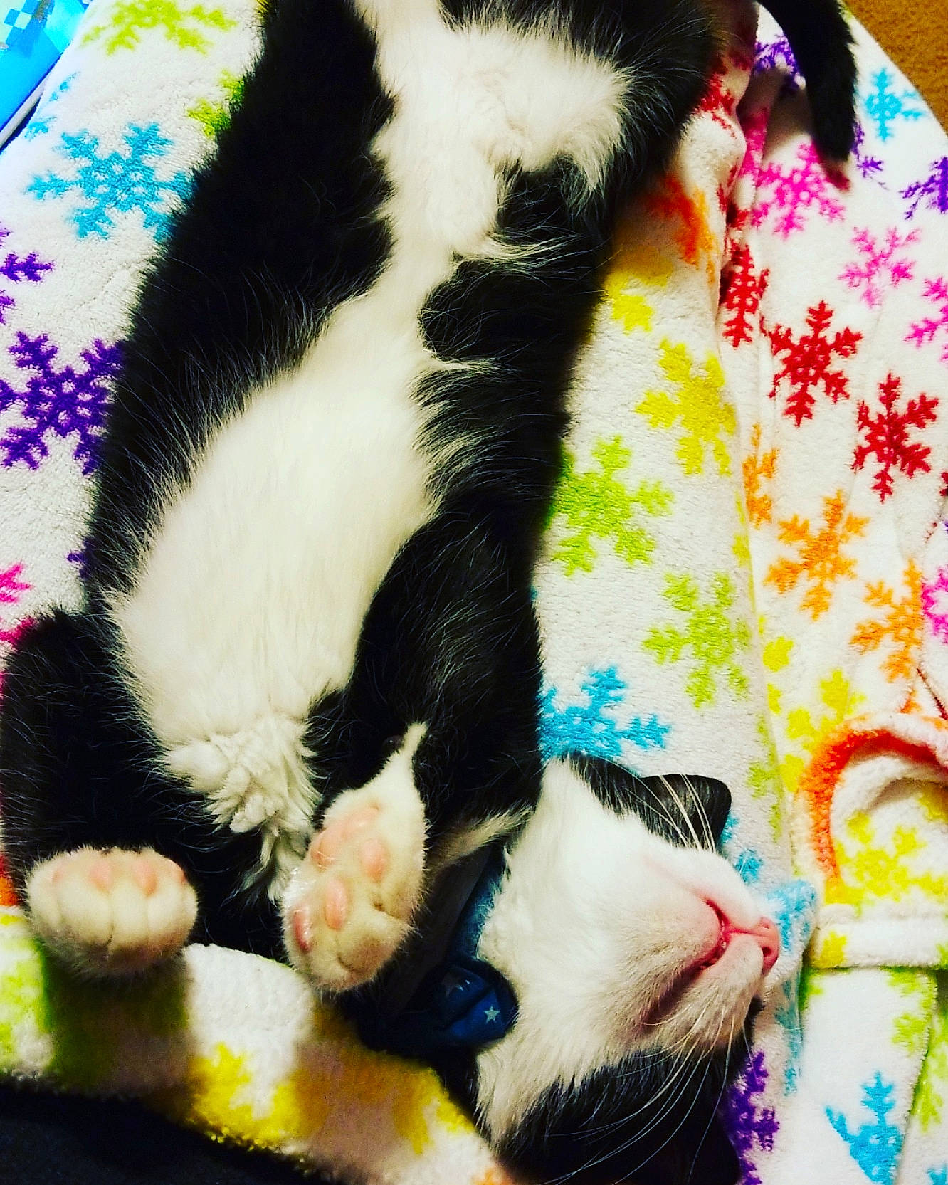 Maestro joined the competition — help win amazing prizes! carnivore, cat, claw, felidae, fur, kitten, nap, paw, small_to_medium_sized_cats, snout, tail, whiskers