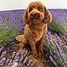 dog, brown_dog, lavender, flower_field, outdoor, nature, pet, animal, sitting, cute, fur, garden, summer, plants, canine, flora, greenery, closeup, portrait, daylight