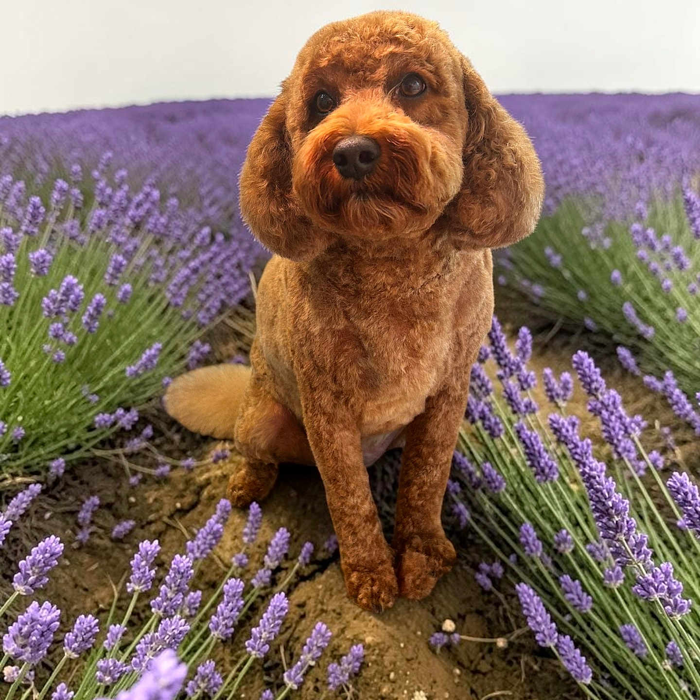 Teddy joined the competition — help win amazing prizes! dog, brown_dog, lavender, flower_field, outdoor, nature, pet, animal, sitting, cute, fur, garden, summer, plants, canine, flora, greenery, closeup, portrait, daylight