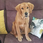 Bounty a rejoint le concours — aidez-le/la à gagner de superbes lots ! dog, golden_retriever, puppy, pet, sitting, sofa, couch, indoor, living_room, portrait, fluffy, golden_fur, ears, paws, black_nose, brown_eyes, pillows, furniture, home, cute