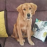 dog, golden_retriever, puppy, pet, sitting, sofa, couch, indoor, living_room, portrait, fluffy, golden_fur, ears, paws, black_nose, brown_eyes, pillows, furniture, home, cute