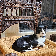 Khabib joined the competition — help win amazing prizes! animal, black_and_white, cat, chair, collar, cozy, decor, domestic_cat, feline, fur, green_eyes, home, indoor, paws, pet, relaxed, resting, whiskers, wooden_carvings, woven_chair