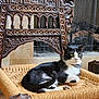 animal, black_and_white, cat, chair, collar, cozy, decor, domestic_cat, feline, fur, green_eyes, home, indoor, paws, pet, relaxed, resting, whiskers, wooden_carvings, woven_chair