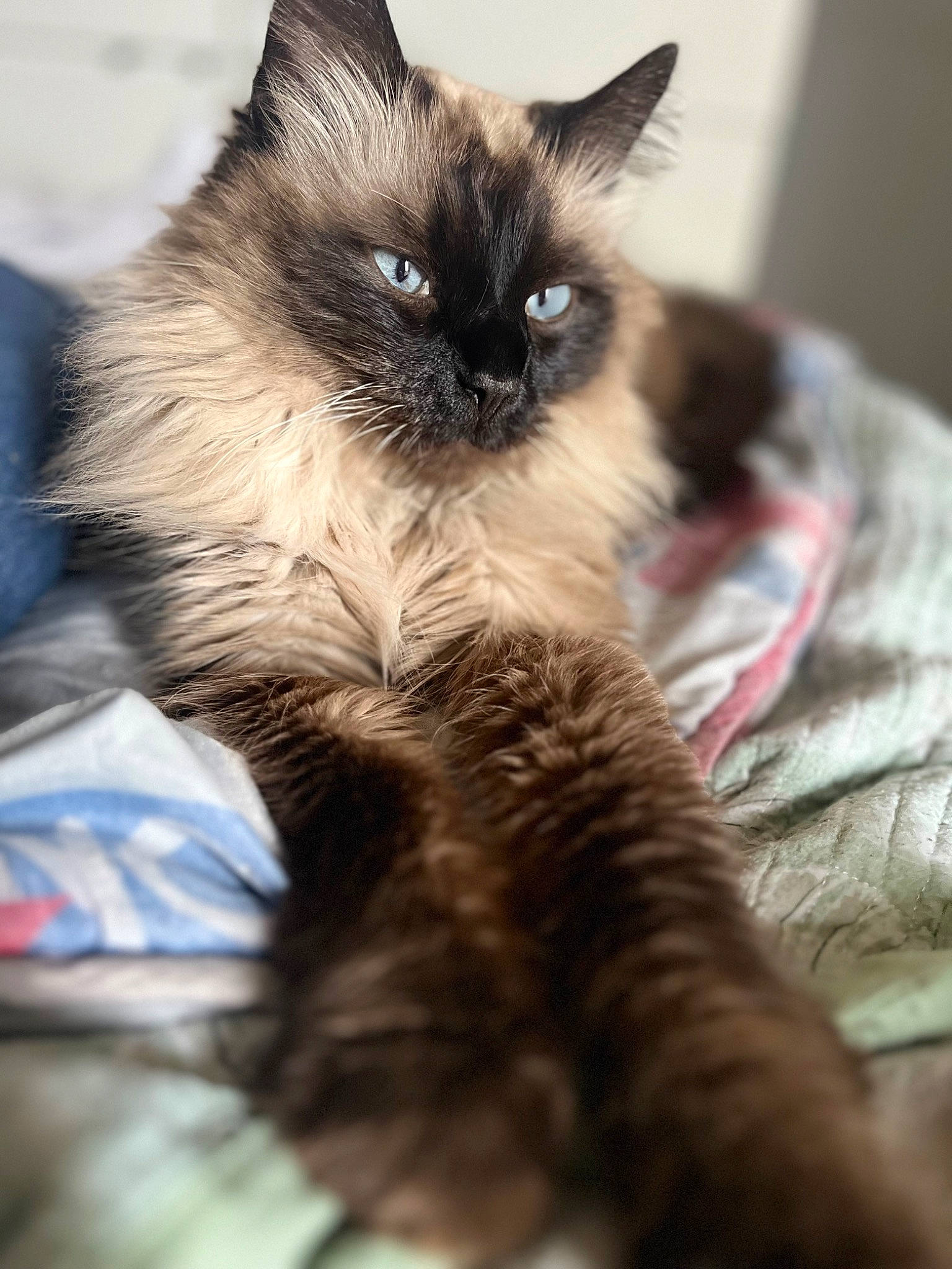 Guizmo participe au concours pour gagner de l'argent avec cette photo : balinese, birman, carnivore, cat, claw, domestic_short_haired_cat, fawn, felidae, fur, iris, paw, siamese, small_to_medium_sized_cats, snout, tail, thai, whiskers