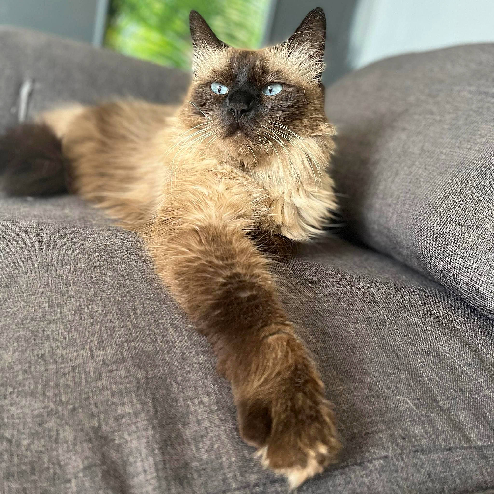 Guizmo participe au concours pour gagner de l'argent avec cette photo : balinese, birman, carnivore, cat, claw, companion_dog, fawn, felidae, fur, siamese, small_to_medium_sized_cats, snout, tail, terrestrial_animal, thai, whiskers