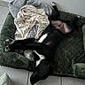 Captain a rejoint le concours — aidez-le/la à gagner de superbes lots ! animal, black_dog, blanket, canine, comfortable, cozy, dog, dog_bed, domestic_animal, fur, indoor, laying_down, paw, pet, quiet, relaxed, resting, sleeping, tile_floor, white_markings