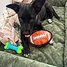 animal, black_dog, blanket, bone_toy, cozy, cute, dog, dog_bed, football_toy, fur, indoor, paw, pet, playful, puppy, resting, rope_toy, tongue_out, toys, young_dog