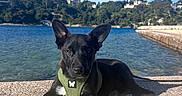 Captain a rejoint le concours — aidez-le/la à gagner de superbes lots ! animal, black_dog, blue_sky, canine, clouds, concrete, daytime, dog, ears, green_harness, landscape, nature, outdoor, pier, puppy, relaxing, sky, sunlight, trees, water