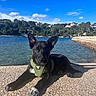 animal, black_dog, blue_sky, canine, clouds, concrete, daytime, dog, ears, green_harness, landscape, nature, outdoor, pier, puppy, relaxing, sky, sunlight, trees, water