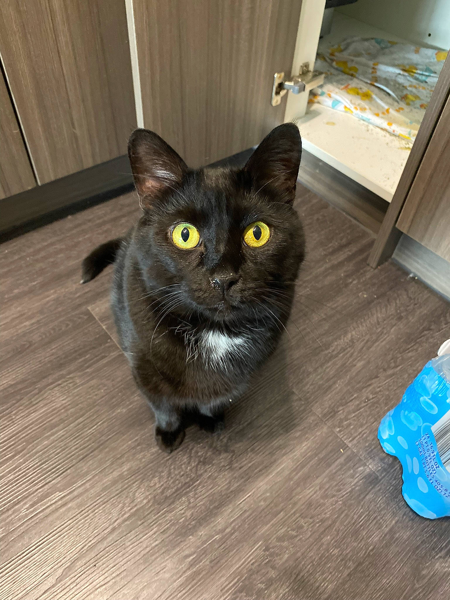 Quill is registered to the contest to win money with this photo: black_cat, bombay, carnivore, cat, domestic_short_haired_cat, felidae, floor, flooring, fur, grey, hardwood, laminate_flooring, small_to_medium_sized_cats, snout, tail, water_bottle, whiskers, wood, wood_flooring, wood_stain