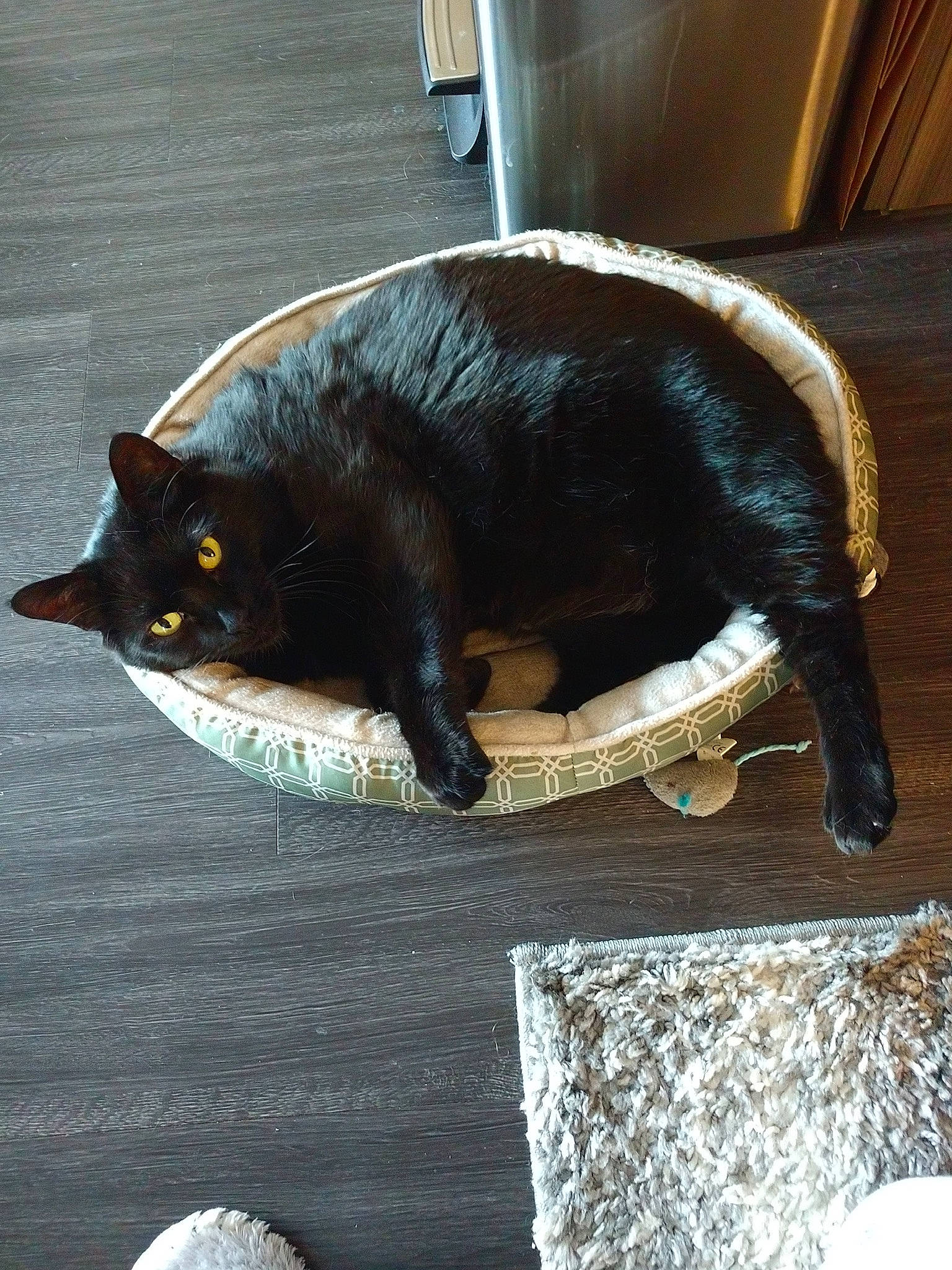 Quill is registered to the contest to win money with this photo: black_cat, bombay, carnivore, cat, cat_supply, claw, domestic_short_haired_cat, felidae, fur, pet_supply, plant, small_to_medium_sized_cats, snout, tail, terrestrial_animal, tints_and_shades, water, whiskers, window, wood