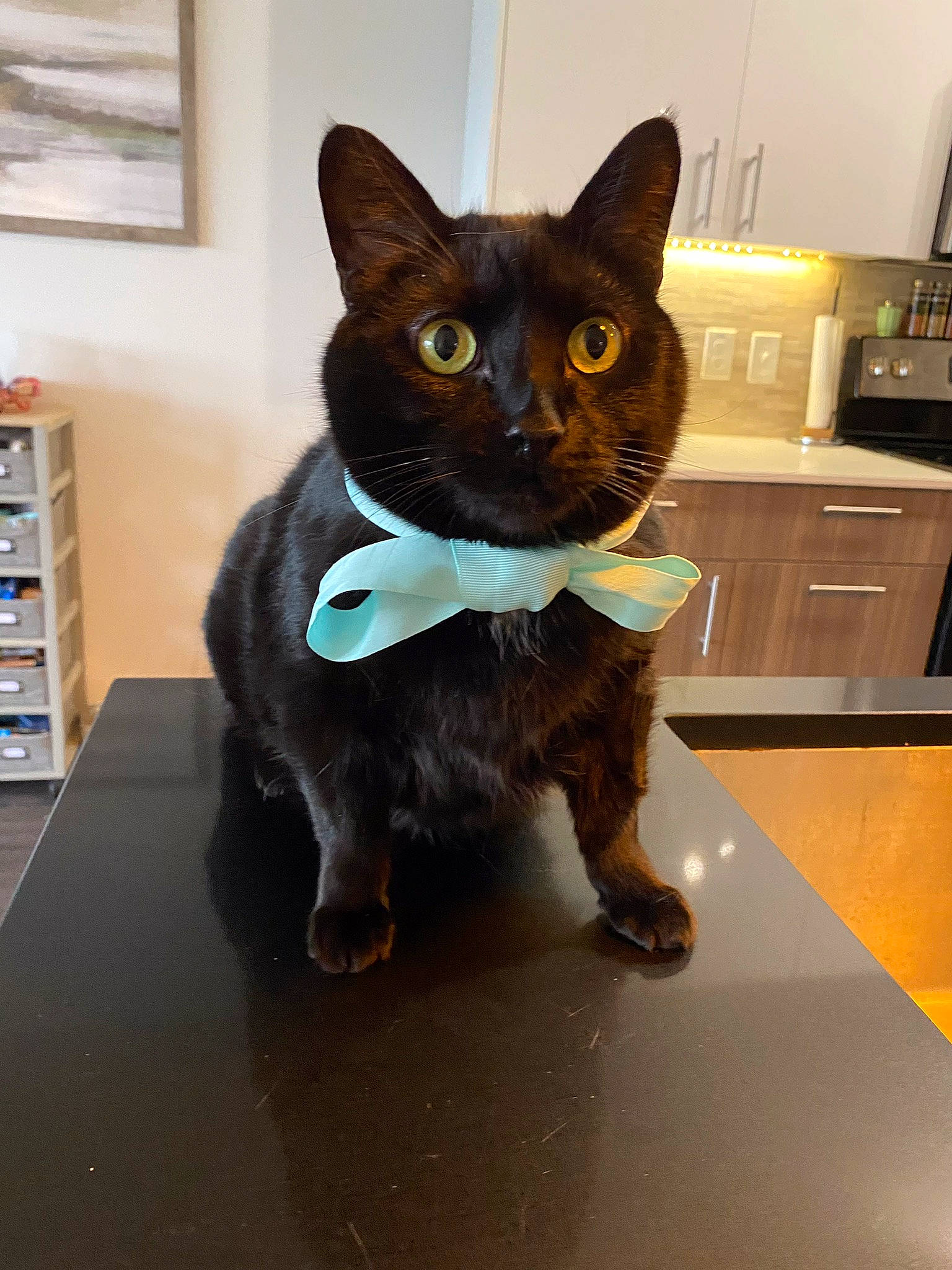 Quill is registered to the contest to win money with this photo: art, black_cat, bombay, bookcase, carnivore, cat, dog_breed, domestic_short_haired_cat, electric_blue, fawn, felidae, flooring, kitchen_appliance, pet_supply, shelf, small_to_medium_sized_cats, snout, tail, whiskers, window