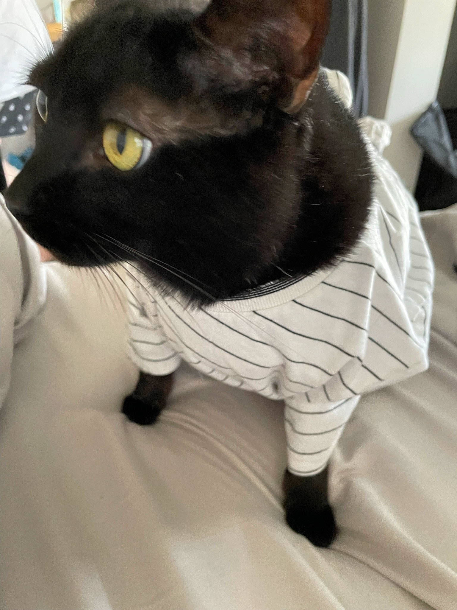 Quill is registered to the contest to win money with this photo: black_cat, bombay, carnivore, cat, claw, comfort, domestic_short_haired_cat, felidae, flooring, fur, grey, human_leg, linens, monochrome, monochrome_photography, paw, small_to_medium_sized_cats, snout, tail, whiskers