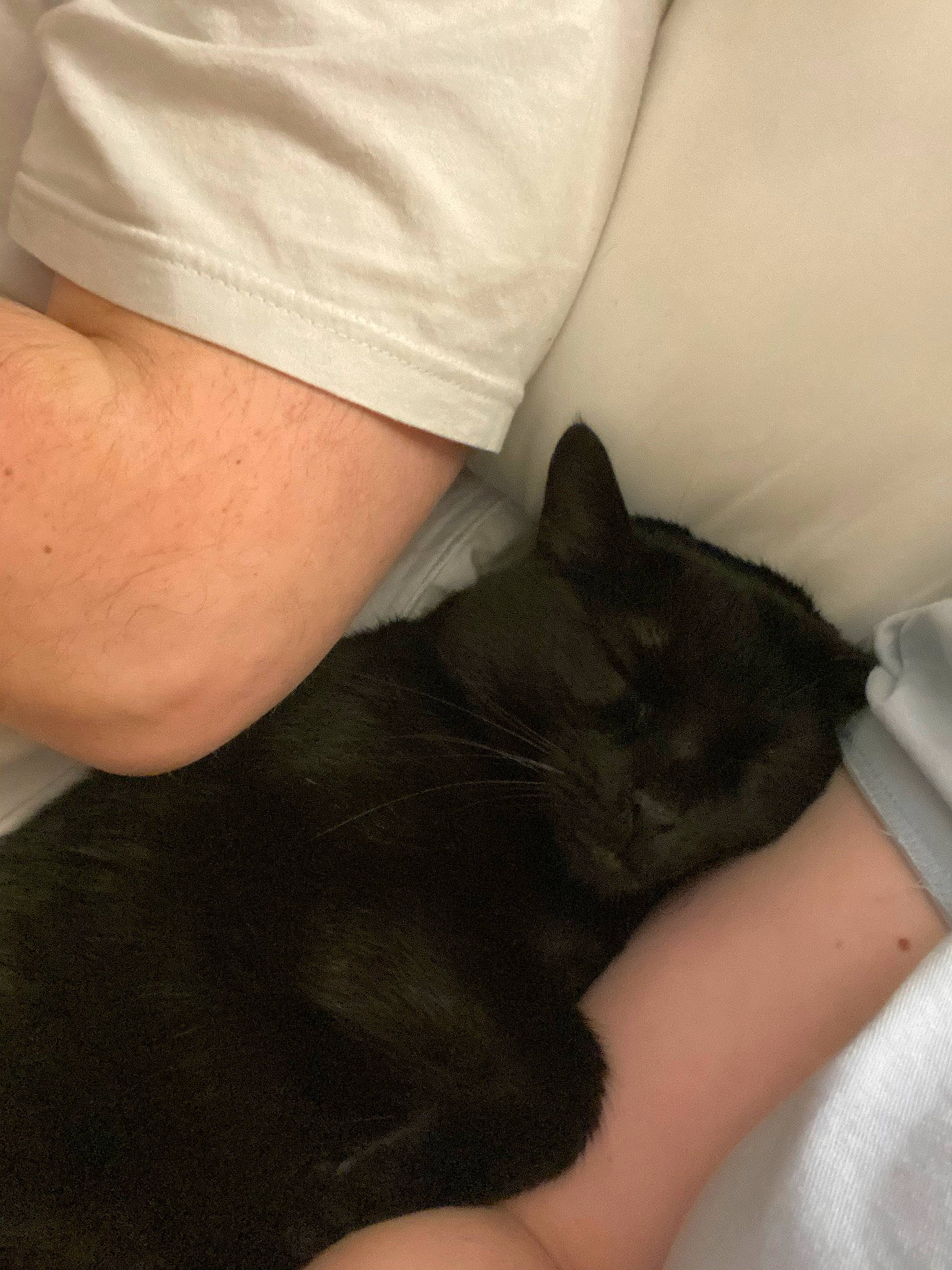 Quill is registered to the contest to win money with this photo: black_cat, carnivore, cat, comfort, domestic_short_haired_cat, elbow, felidae, finger, foot, gesture, human_leg, knee, lap, leg, nail, neck, small_to_medium_sized_cats, tail, thigh, whiskers