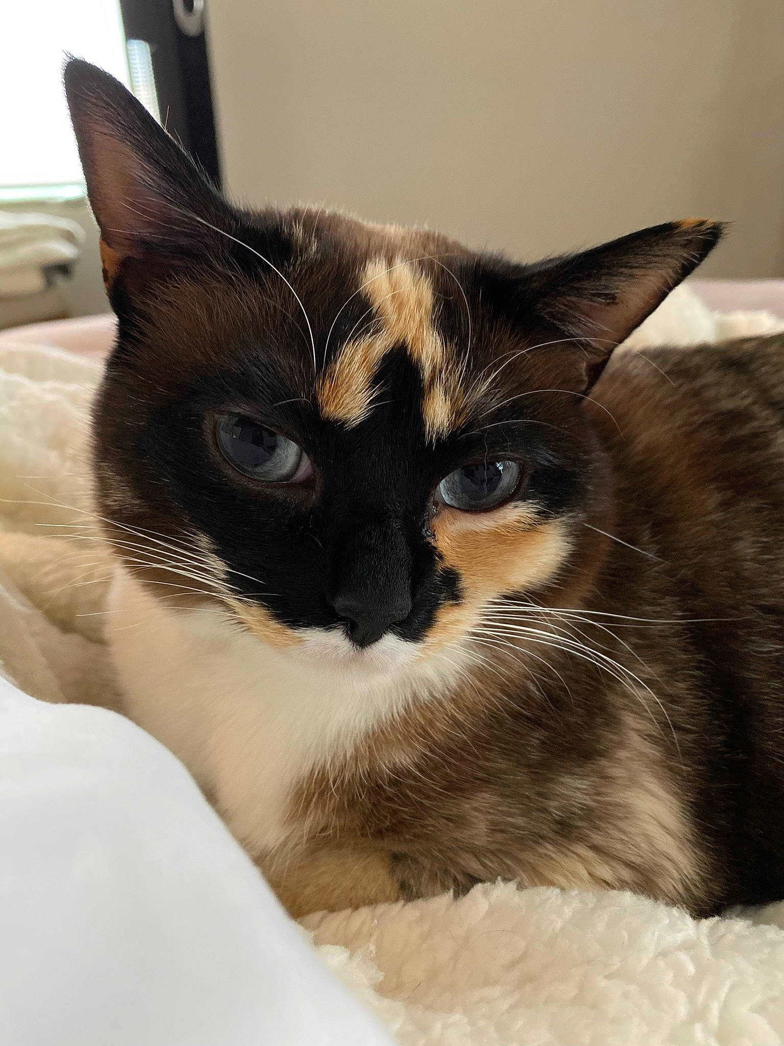 Delphine joined the competition — help win amazing prizes! carnivore, cat, comfort, domestic_short_haired_cat, ear, eye, felidae, fur, linens, mammal, small_to_medium_sized_cats, snout, terrestrial_animal, vertebrate, whiskers, window