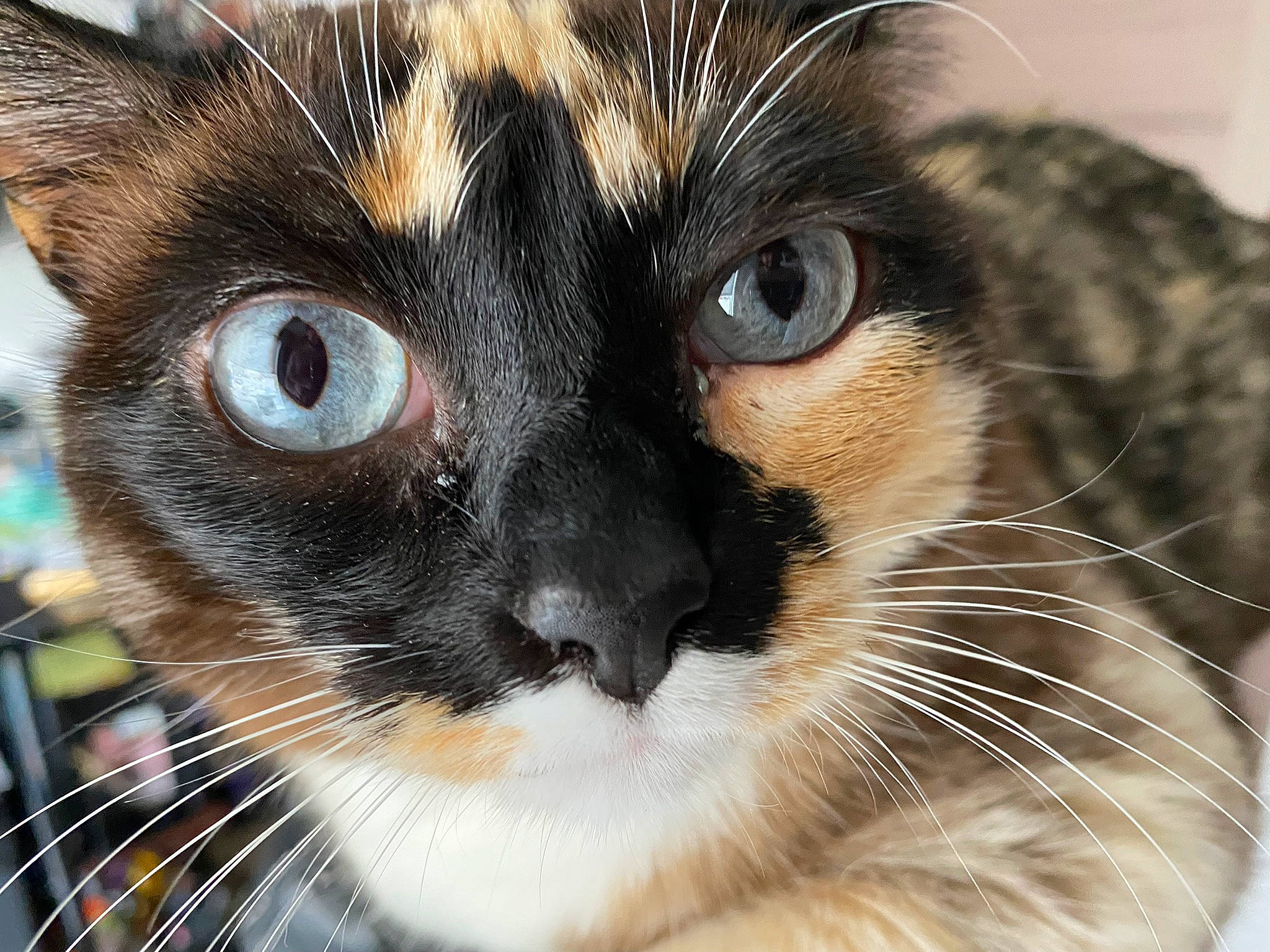 Delphine joined the competition — help win amazing prizes! carnivore, cat, close_up, ear, eye, eyelash, facial_expression, fawn, felidae, fur, hair, head, human_body, iris, nose, small_to_medium_sized_cats, snout, tree, vertebrate, whiskers